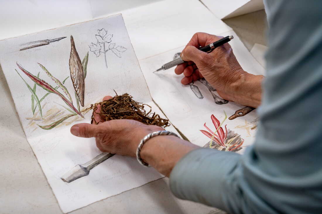 Stephanie Harold crée des illustrations à l'aquarelle d'artefacts découverts sur le site de fouilles de Nunalleq. 