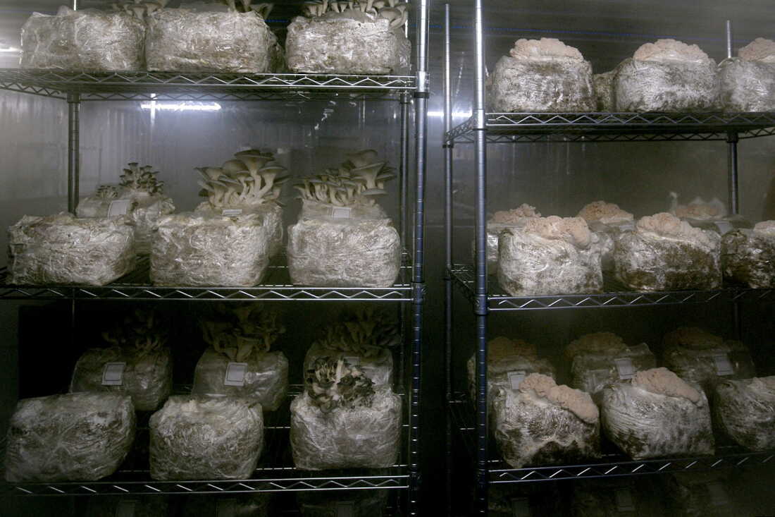 Les champignons poussent dans une salle de fruiterie située à l'intérieur d'une ancienne porcherie rénovée par la famille Faaborg. La famille Faaborg cultive des champignons spéciaux à la ferme 1100, dans le centre de l'Iowa. Tyler Faaborg a déclaré que la famille fabrique ses propres blocs de champignons, ce qui coûte moins cher que de les acheter. Ils sont composés à 50 % de coque de soja ; 50% de granulés de bois dur.