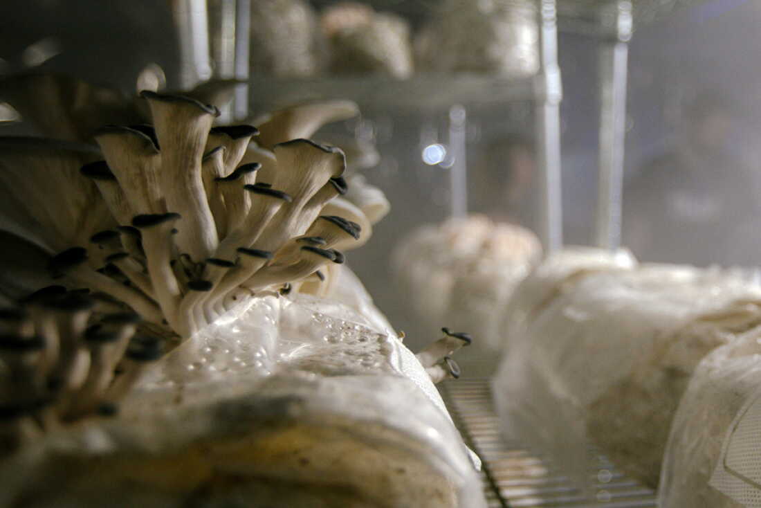 Les champignons poussent dans une salle de fruiterie située à l'intérieur d'une ancienne porcherie rénovée par la famille Faaborg. La famille Faaborg cultive des champignons spéciaux à la ferme 1100, dans le centre de l'Iowa. Tyler Faaborg a déclaré que la famille fabrique ses propres blocs de champignons, ce qui coûte moins cher que de les acheter. Ils sont composés à 50 % de coque de soja ; 50% de granulés de bois dur.