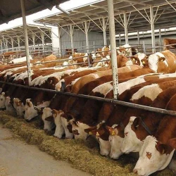 480 000 têtes de bovins mâles seront importées l&rsquo;année prochaine