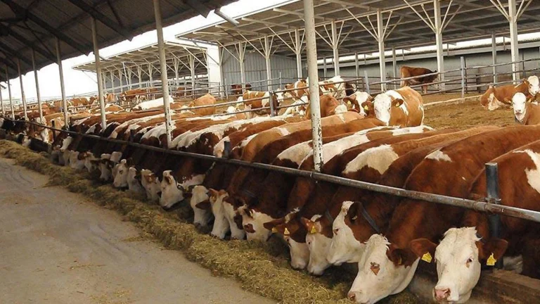 480 000 têtes de bovins mâles seront importées l&rsquo;année prochaine