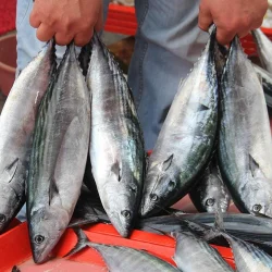 La bonite était le choix des étals de poisson à Istanbul