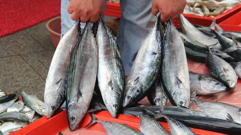 La bonite était le choix des étals de poisson à Istanbul