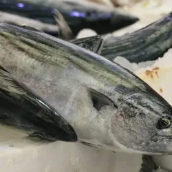 La saison a commencé dans les mers : voici les prix au kilo de bonite et d&rsquo;anchois