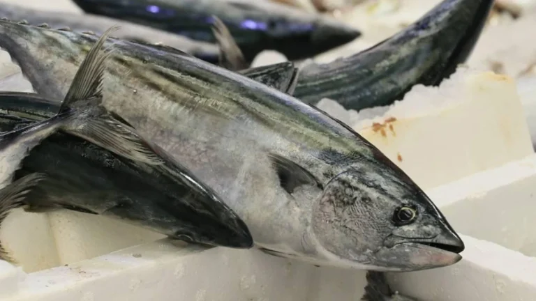 La saison a commencé dans les mers : voici les prix au kilo de bonite et d&rsquo;anchois