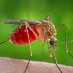 Le cerveau de la mouche a migré vers le monde numérique, les humains seront-ils les prochains ?