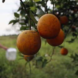 Les arbres développés grâce à la technologie d’édition génétique pourraient-ils protéger l’industrie des agrumes de Floride ? : RADIO NATIONALE PUBLIQUE