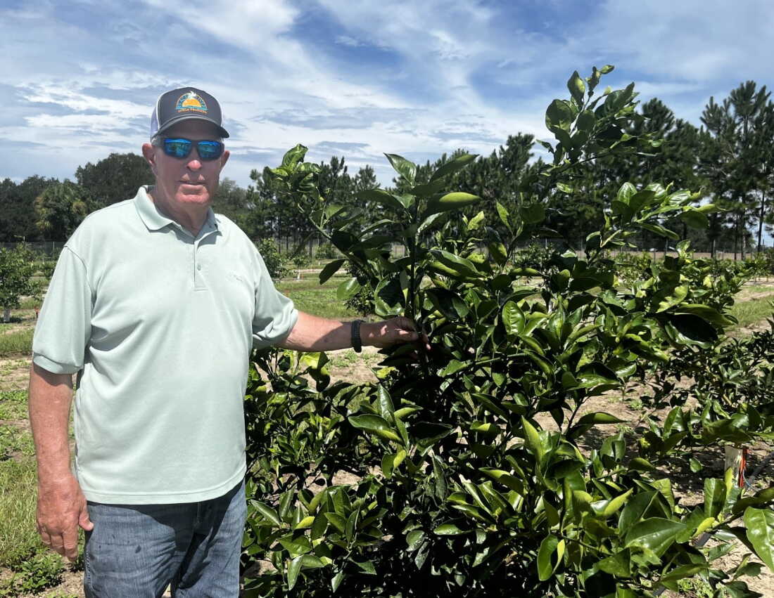 Ron English montre des agrumes plantés avec le porte-greffe CarriCea T1 sur le champ d'essai de Soilcea à Thonotosassa, en Floride.