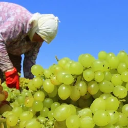 TARİŞ a déterminé le prix anticipé des raisins secs à 80 TL