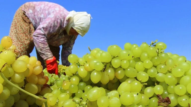 TARİŞ a déterminé le prix anticipé des raisins secs à 80 TL