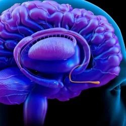 Un circuit neuronal découvert entre le nez et le cerveau