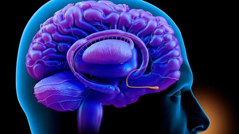 Un circuit neuronal découvert entre le nez et le cerveau