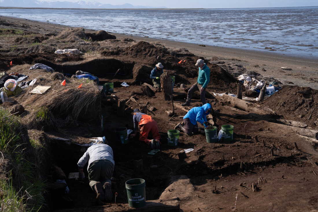 Des fouilleurs et des archéologues bénévoles, dont beaucoup sont agenouillés, fouillent le sol à la recherche d'artefacts sur le site de fouilles de Nunalleq.