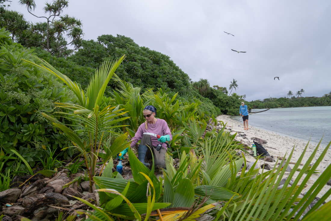 Katie Baur, bénévole en sciences de la conservation, travaille à l'élimination des palmiers envahissants.