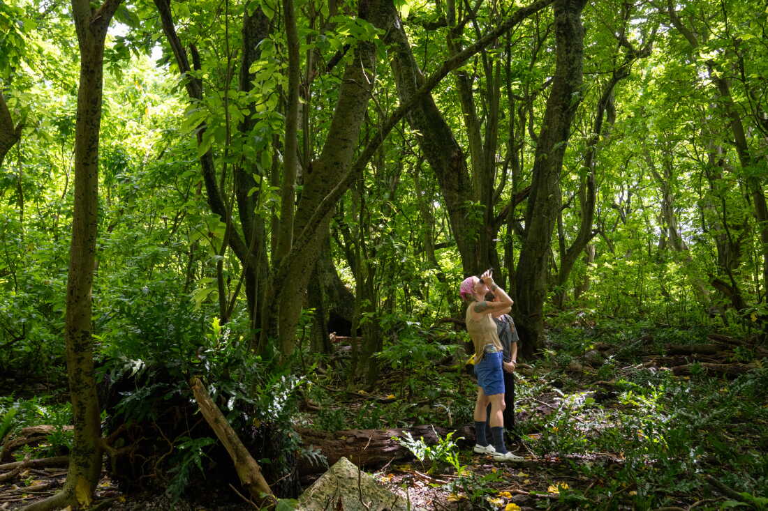 Alexandra Corti de TNC fouille la forêt avec des jumelles.