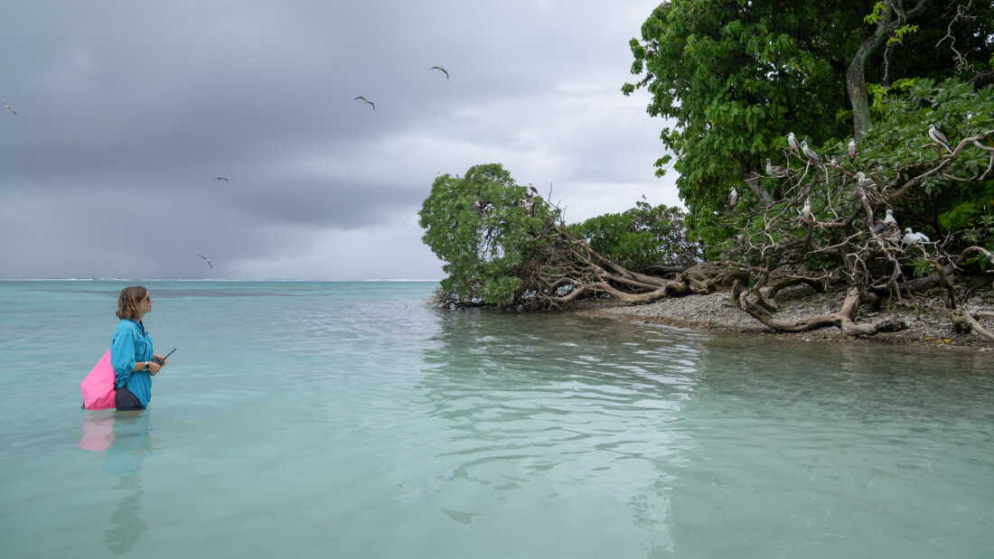 Sur l'atoll de Palmyra, dans l'océan Pacifique, la responsable du refuge faunique, Paige Mino, observe des fous aux pieds rouges. Les scientifiques ont découvert un lien surprenant entre les oiseaux marins et la santé de l'océan environnant.