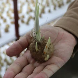 Il a cultivé 15 000 oignons safran sur une superficie de 16 mètres carrés !