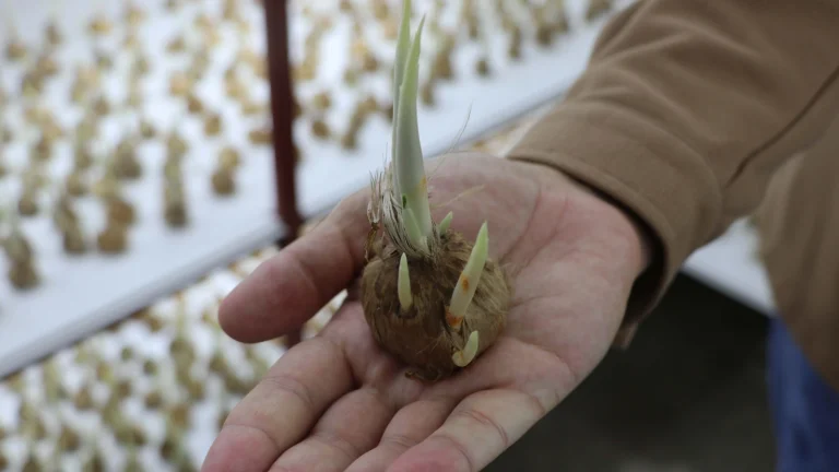 Il a cultivé 15 000 oignons safran sur une superficie de 16 mètres carrés !