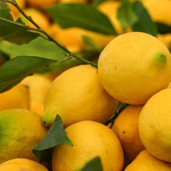 La plus grande différence de prix entre le marché et le producteur concerne les citrons !