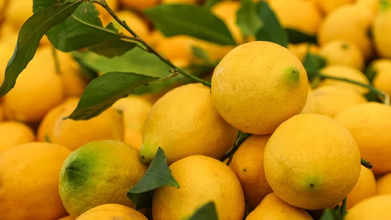 La plus grande différence de prix entre le marché et le producteur concerne les citrons !