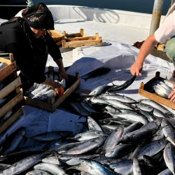 L&rsquo;abondance de bonite continue ! Le prix est tombé à 35 TL, le pêcheur a demandé une pause