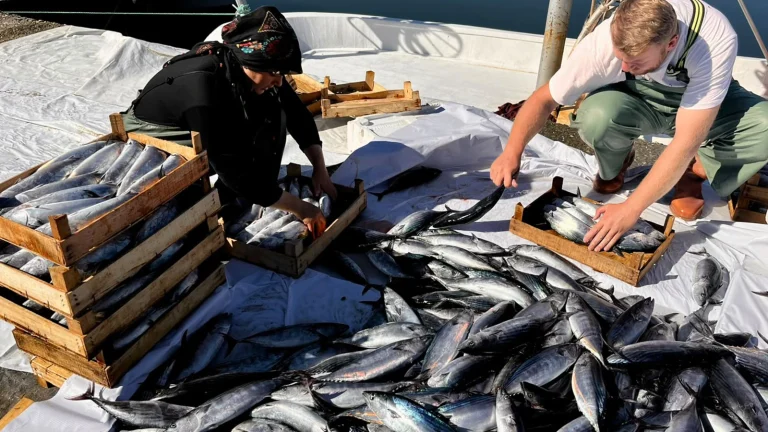 L&rsquo;abondance de bonite continue ! Le prix est tombé à 35 TL, le pêcheur a demandé une pause
