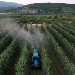 Le citron a été contaminé par du poison ! Cocktail de pesticides 144 résidus dans 20 échantillons
