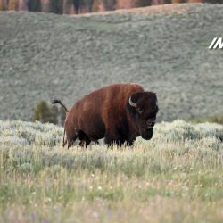 L&rsquo;écho du bison (Encore) : L&rsquo;Indicateur de Planet Money : NPR