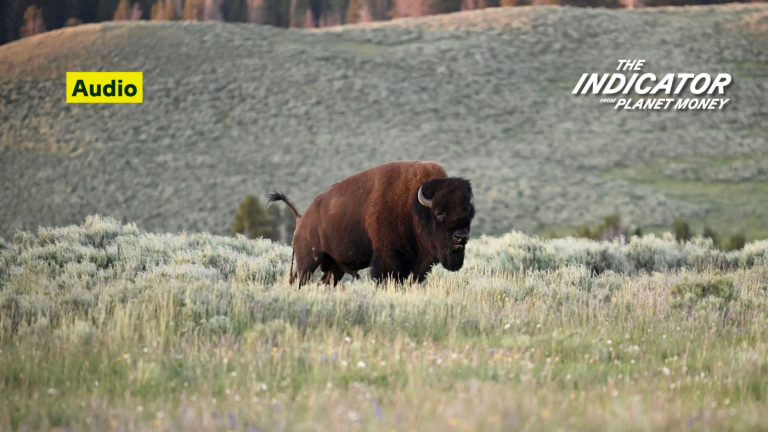 L&rsquo;écho du bison (Encore) : L&rsquo;Indicateur de Planet Money : NPR