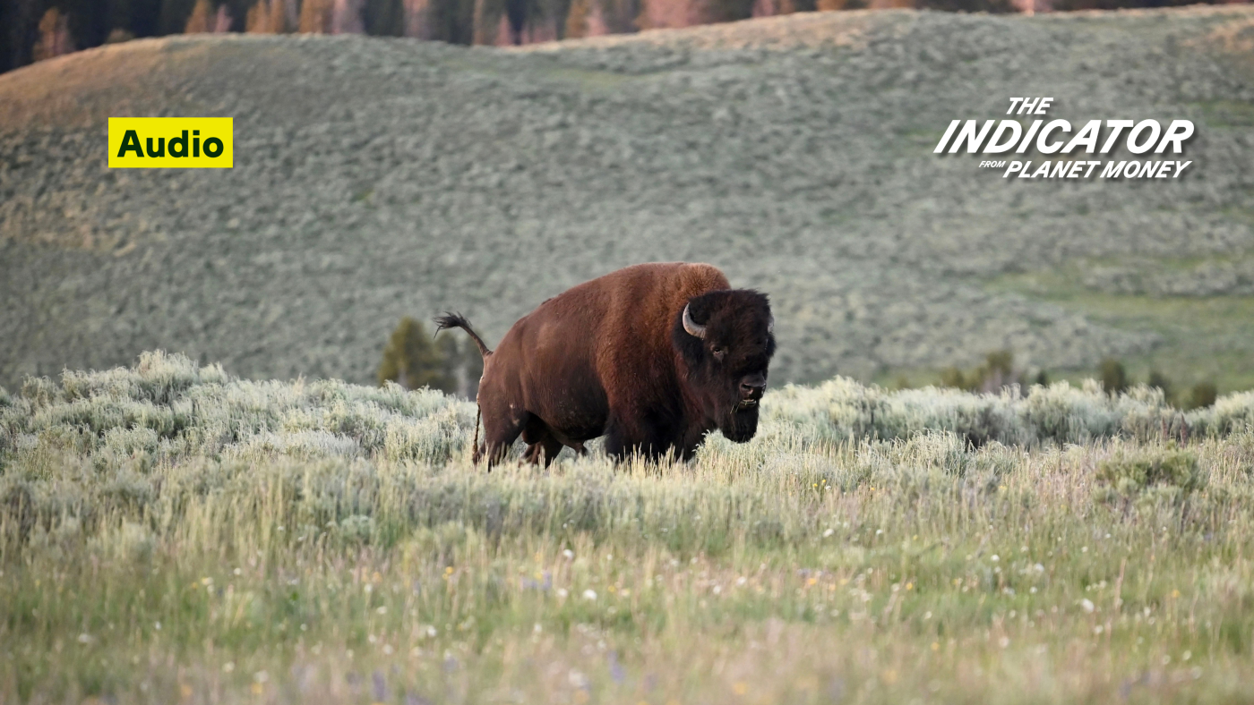 L'écho du bison (Encore) : L'Indicateur de Planet Money : NPR