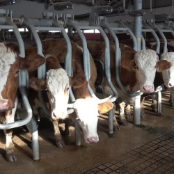 L’ère du QR à la boucherie ? Identification numérique de 17,8 millions d&rsquo;animaux