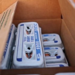 Les prix des œufs ont chuté depuis le retour de Trump au pouvoir. Voici pourquoi