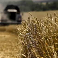 Les prix du blé sont au plus bas depuis 2,5 ans