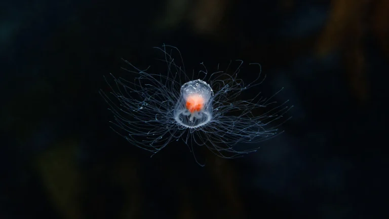 Les scientifiques recherchent le secret de cette créature… Elle ne meurt pas, elle redevient jeune !