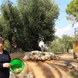 Nous sommes entrés dans « l&rsquo;année d&rsquo;existence » des olives ! La production pourrait augmenter à 3,8 millions de tonnes