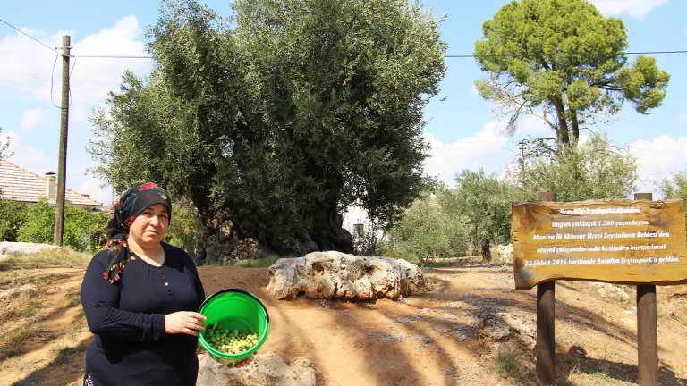 Nous sommes entrés dans « l&rsquo;année d&rsquo;existence » des olives ! La production pourrait augmenter à 3,8 millions de tonnes