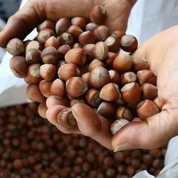 Trabzon bat un record d&rsquo;exportation de noisettes : le chiffre dépasse les millions de dollars