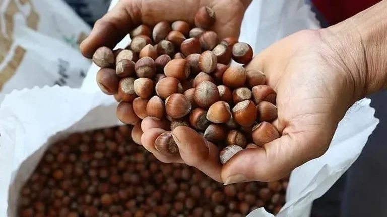 Trabzon bat un record d&rsquo;exportation de noisettes : le chiffre dépasse les millions de dollars