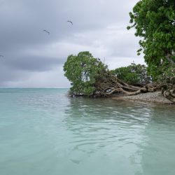 Une façon de protéger les récifs coralliens ? Ramenez les oiseaux de mer