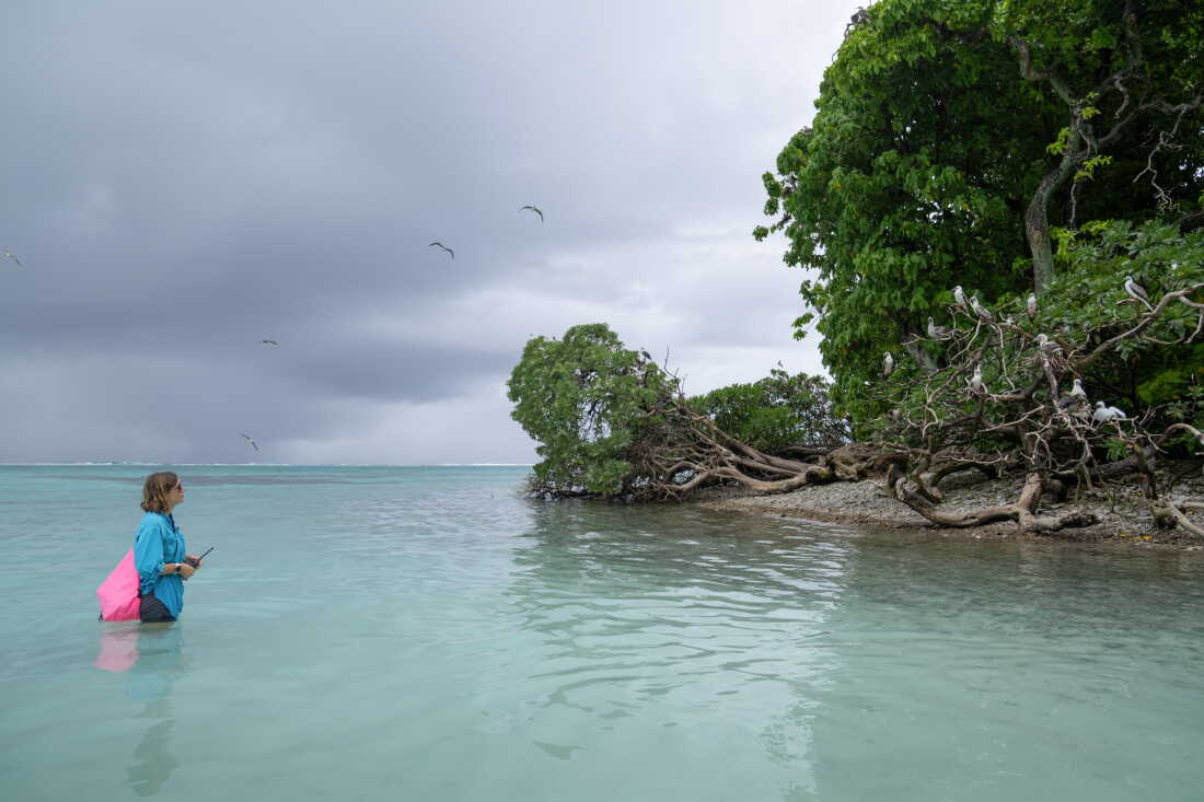Sur l'atoll de Palmyra, dans l'océan Pacifique, la responsable du refuge faunique, Paige Mino, observe des fous aux pieds rouges. Les scientifiques ont découvert un lien surprenant entre les oiseaux marins et la santé de l'océan environnant.